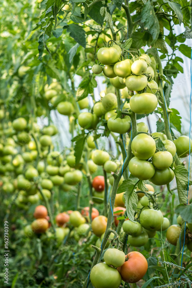 Growing tomatoes in a greenhouse under drip irrigation Growing tomatoes in a greenhouse under drip irrigation