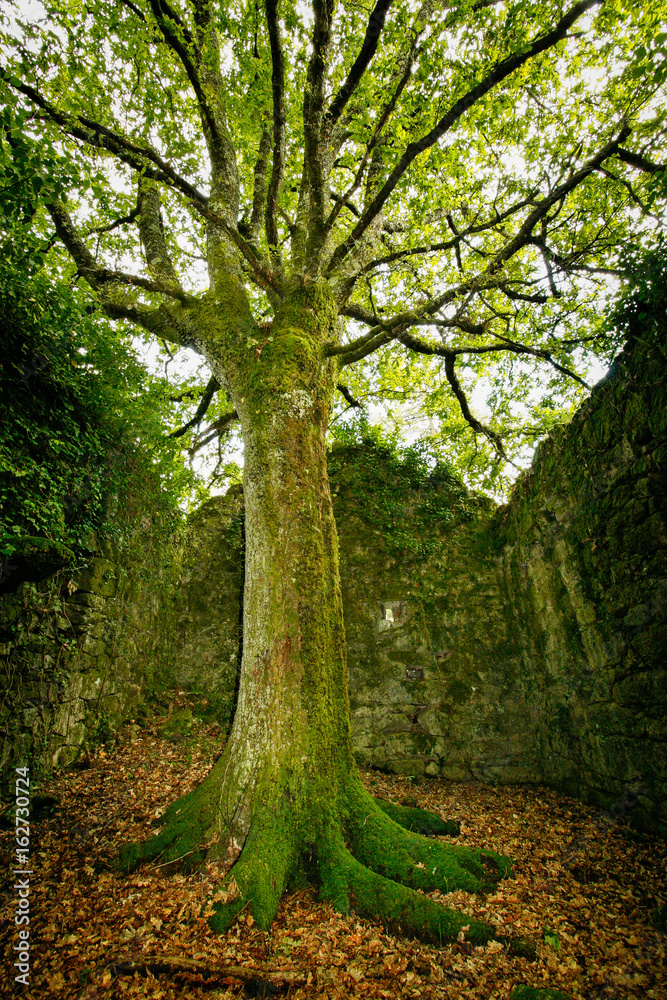 Obraz premium El Roble Perdido