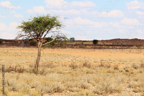 Dry landscape in the Kgalagadi Transfrontier National Park