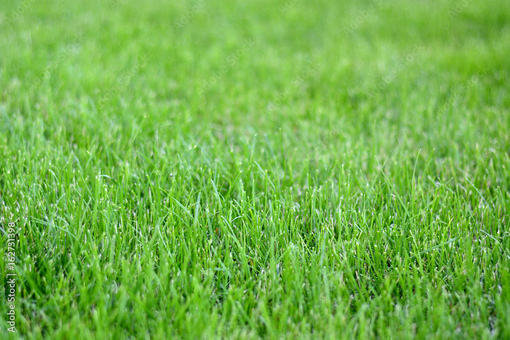 Sunday fresh spring green grass background. Sunday fresh spring green grass background.