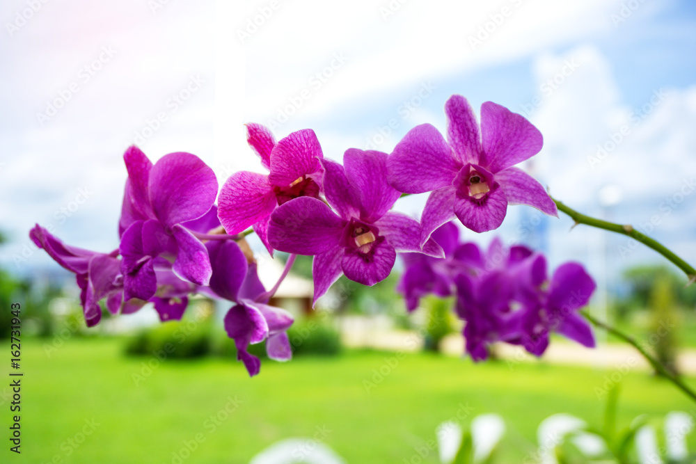 Obraz premium The beauty of purple orchids ( violet orchids ) blooming blossom amidst outdoor parks.