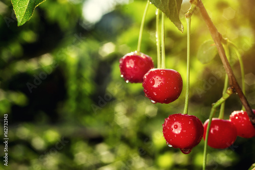 Fotografie, Obraz cherry orchard,Cherry tree,Ripe sour cherries growing on cherry tree,Cherries ha