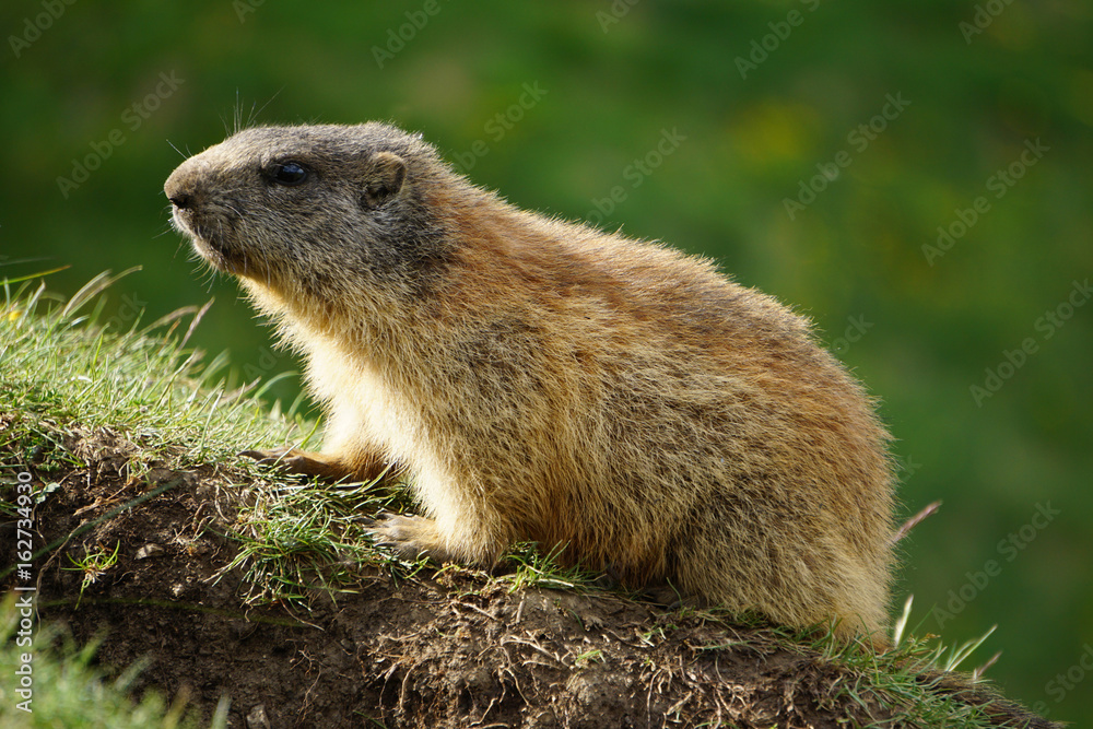 Alpine marmot in the natural environment. Alpine marmot in the natural environment.