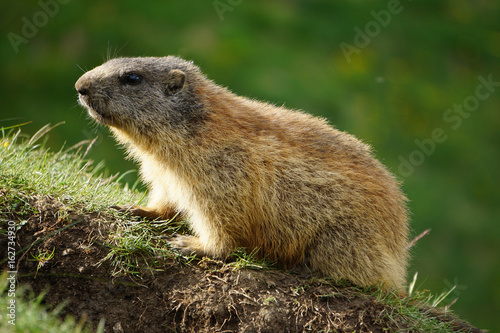 Alpine marmot in the natural environment.