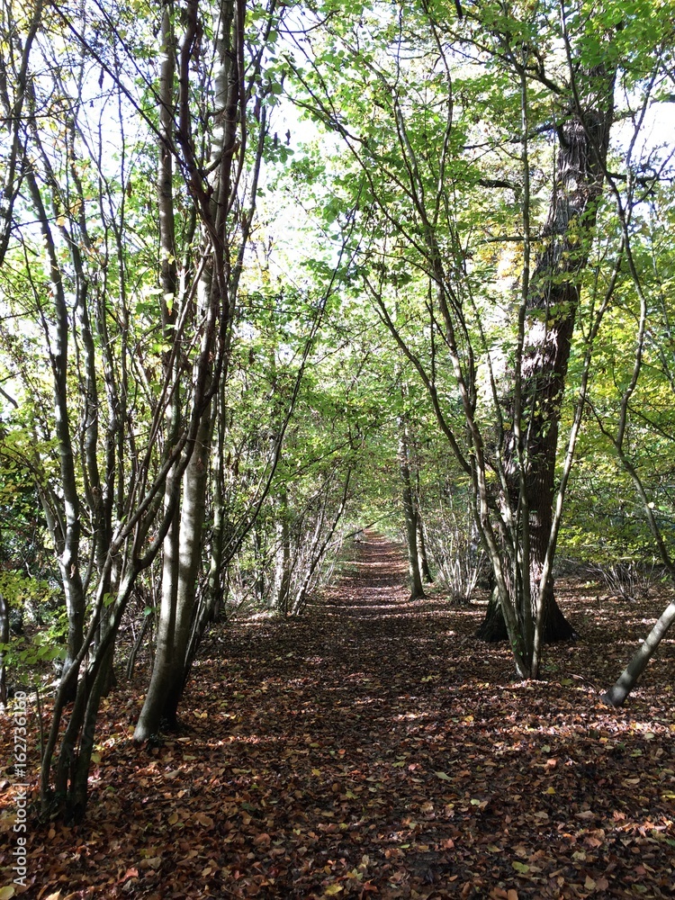 Fototapeta premium Leafy Destination