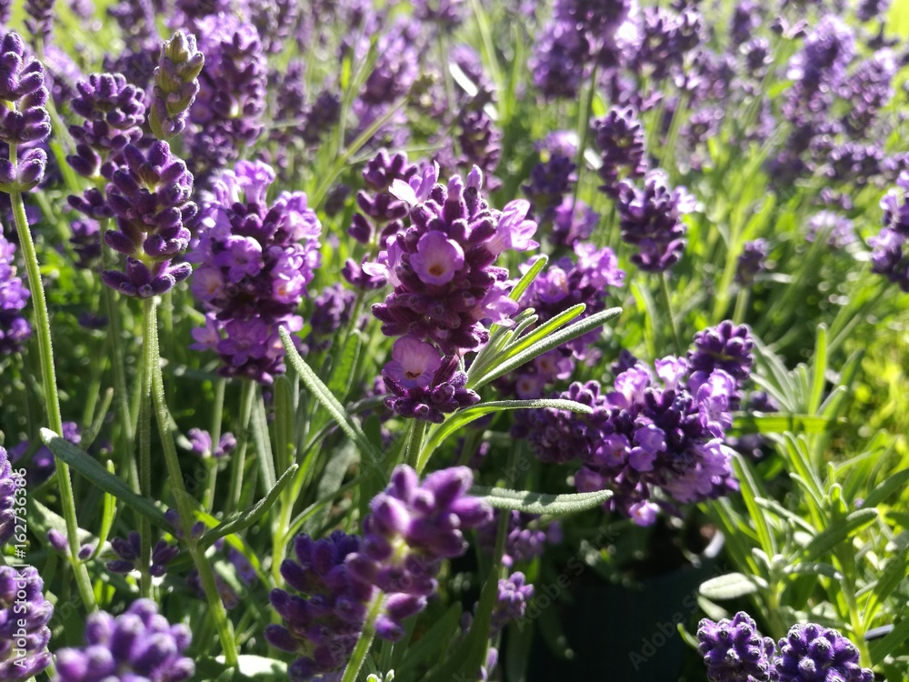 Obraz premium Lavender