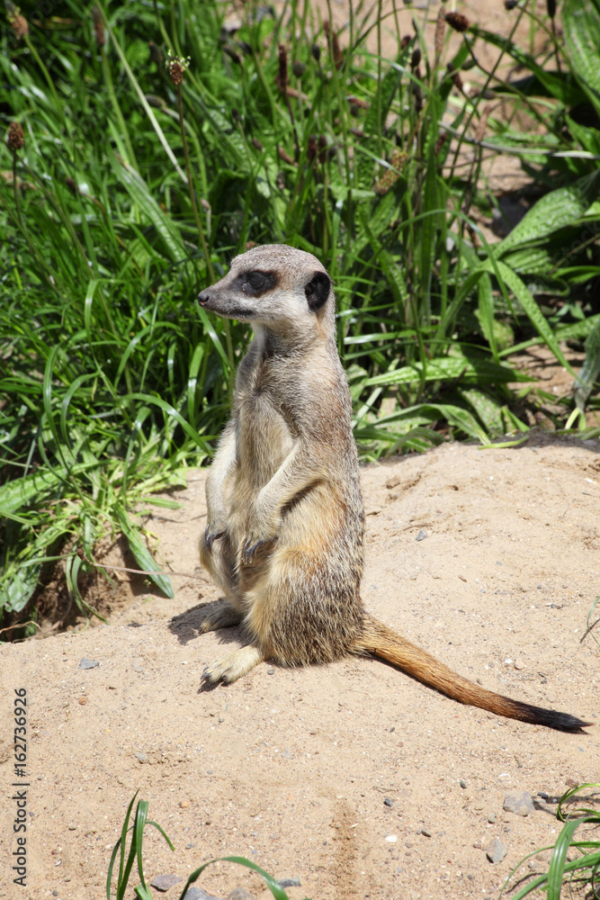 Fototapeta premium A meerkat sitting on a rock keeping an alert guard
