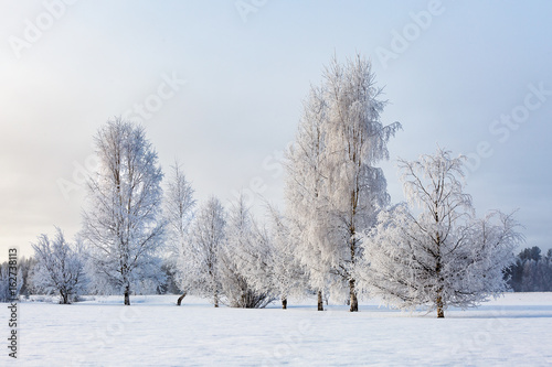 Birch tress in winter © indukas