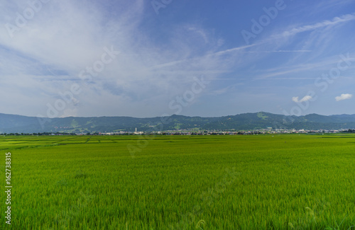 Obraz na płótnie 夏の六日町の田園風景 w salonie