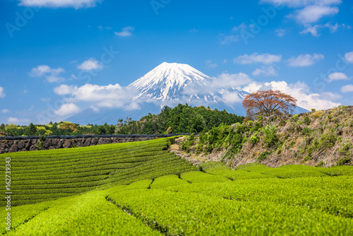 Tea Plantation and Mt. Fuji
