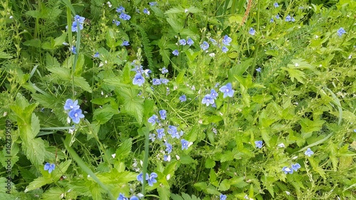 Flowers forget-me-nots in the Siberian forest photo