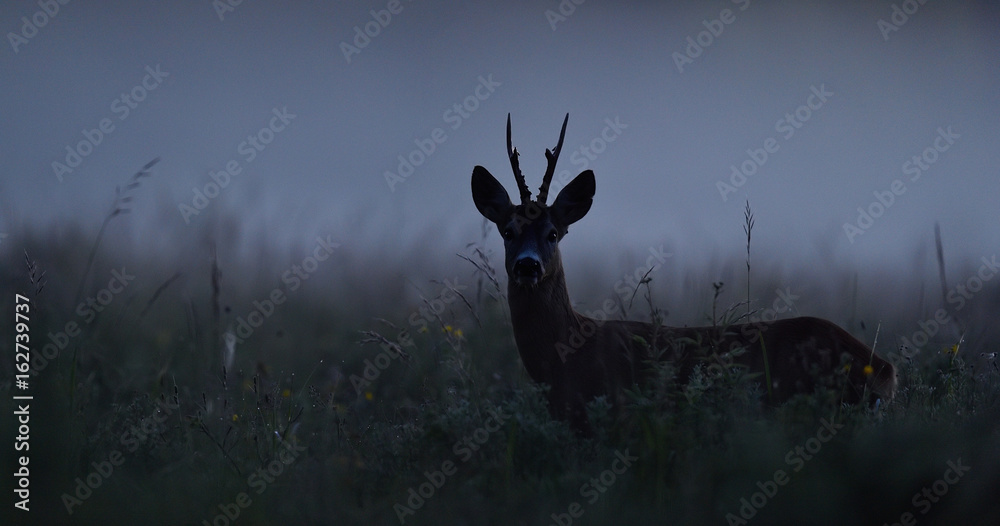 Naklejka premium Roe deer at night. Roebuck at night. Animal in the mist.