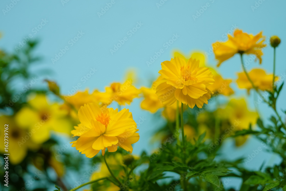 Close up and blur yellow flower for background and write texture. Flower decoration on the blue house wall. Copy space. (Sulfur Cosmos or Yellow Cosmos) Close up and blur yellow flower for background and write texture. Flower decoration on the blue house wall. Copy space. (Sulfur Cosmos or Yellow Cosmos)