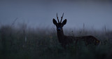 Roe deer at night. Roebuck at night. Animal in the mist.