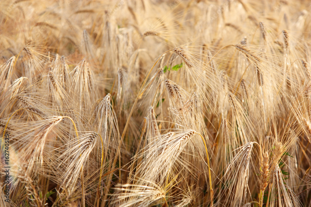 Fototapeta premium wheat field 