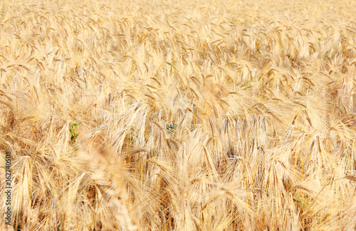 golden wheat field  