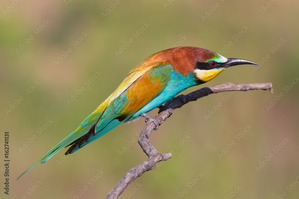 Fototapeta premium Bee eater