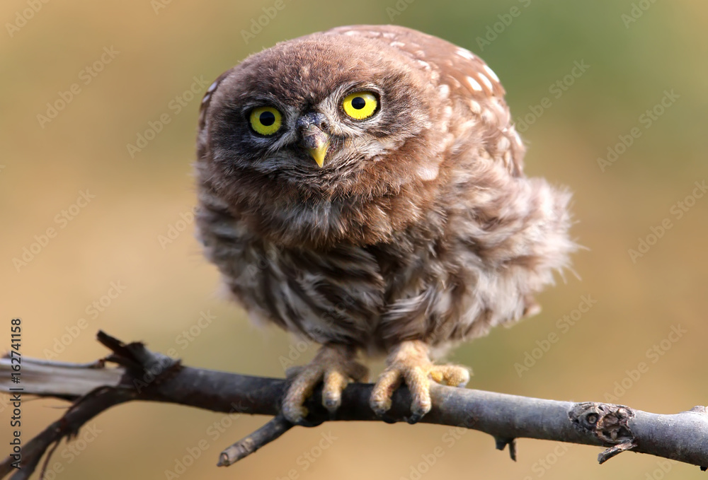 Little owl