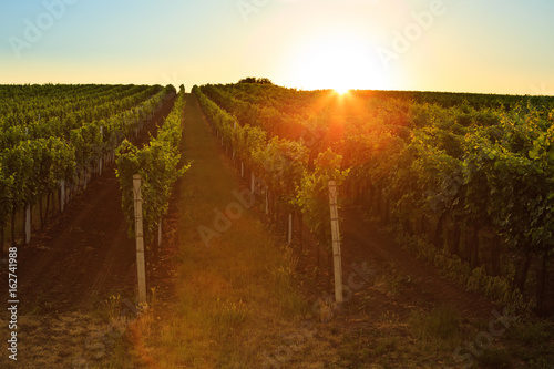 Vineyard at sunrise with lens flare. Toned