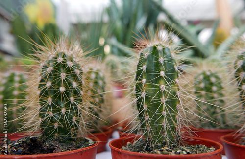 Cacti at Garden Shop