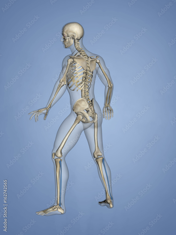 Fibula, 3D Model Fibula, 3D Model