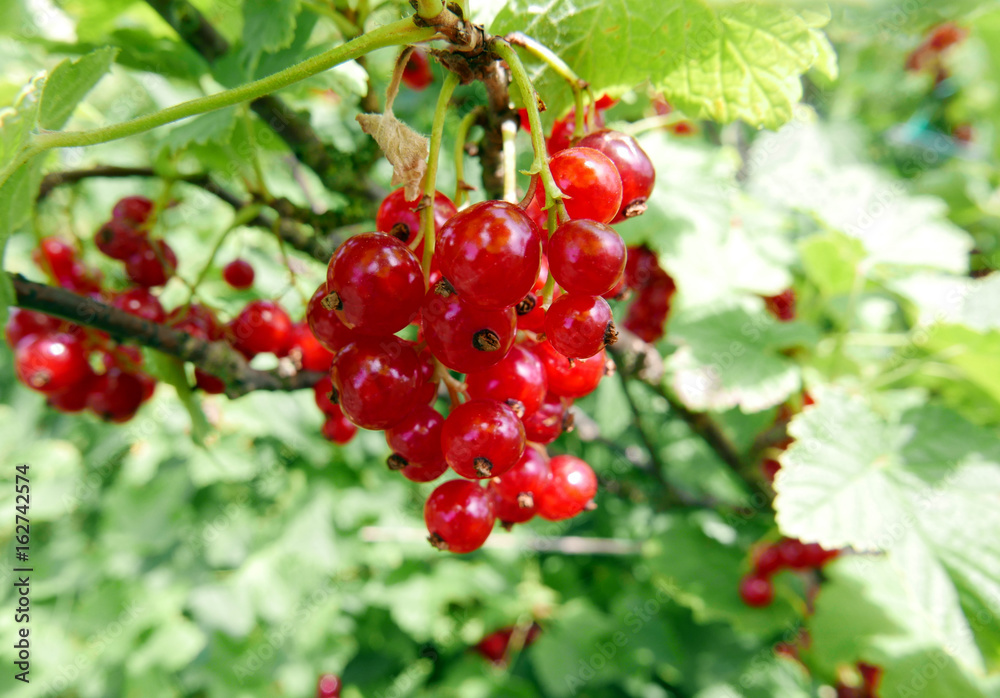 Redcurrants 