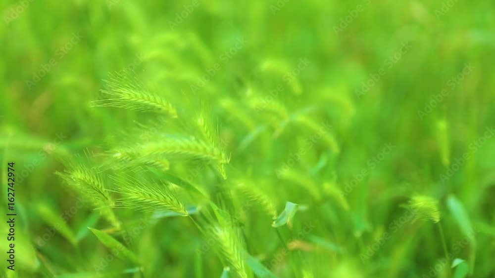 Green natural background. Closeup view of beautiful fresh wild grass with seeds moving in wind on summer sunny day. Real time full hd video footage. Green natural background. Closeup view of beautiful fresh wild grass with seeds moving in wind on summer sunny day. Real time full hd video footage.