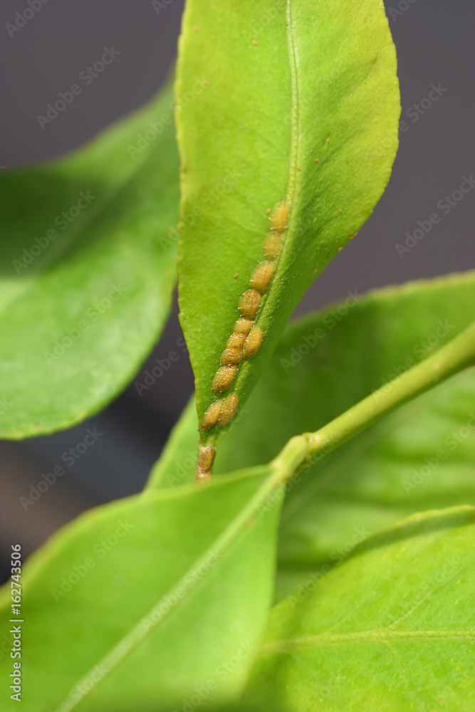 Scales colony sucking on citrus leaf, closeup Scales colony sucking on citrus leaf, closeup