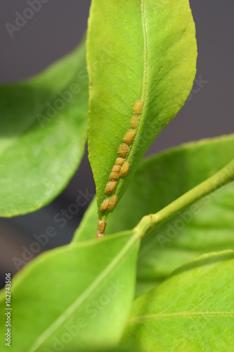 Scales colony sucking on citrus leaf, closeup