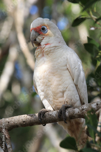Long-billed corella (Cacatua tenuirostris), sitting on a tree branch. Australia, QLD, Brisbane