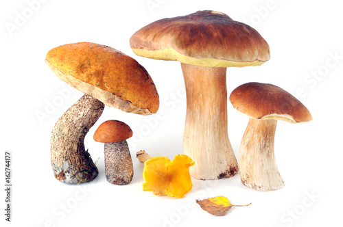 Golden Chanterelles mushrooms