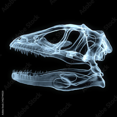 x-ray of a dinosaur