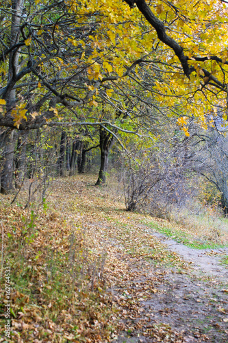 Fototapeta Naklejka Na Ścianę i Meble -  Dirty rural road in the forest on autumn