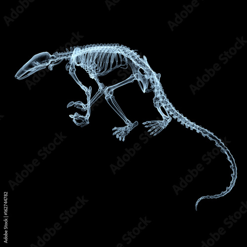 x-ray of an ant-eater
