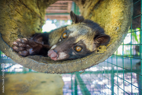 The animal civet is used for the production of expensive most gourmet coffee Kopi Luwak, in Bali Indonesia photo