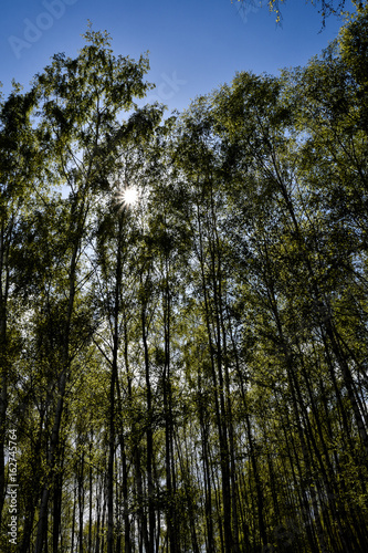Bäume im Sonnenlicht © Mario