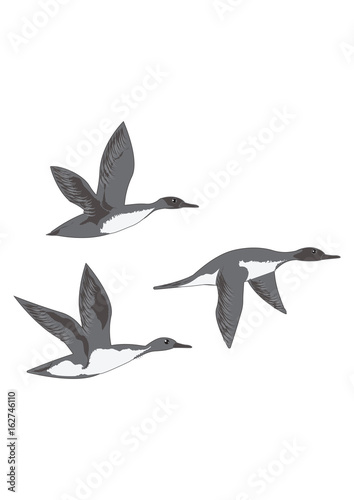 Flying ducks isolated on white background art creative modern vector illustration Hunting logo