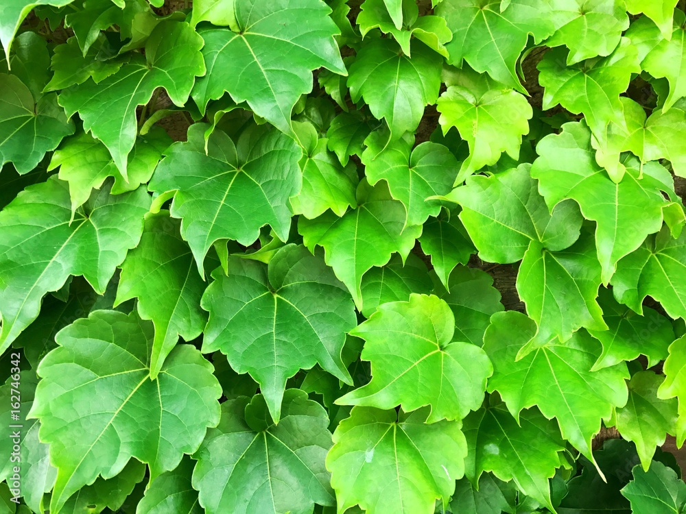 壁一面のツタの葉