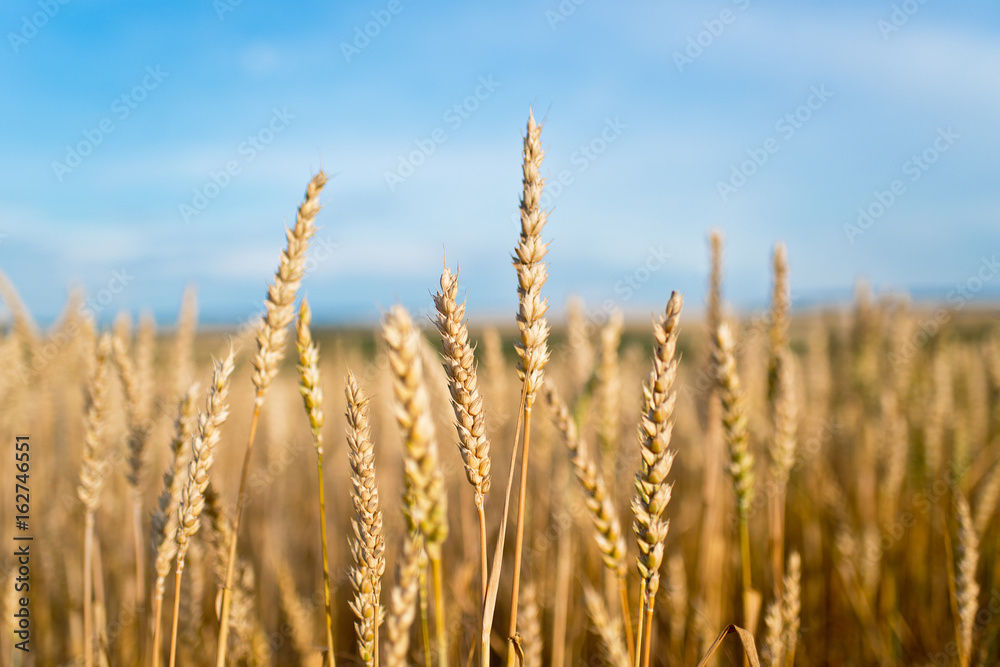 Fototapeta premium Detail of Wheat Field Before the Harvest.