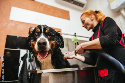dog wash before shearing. Berner Sennenhund photo