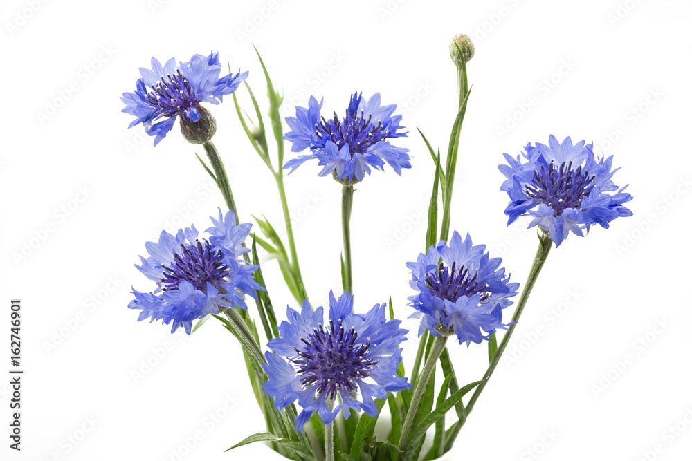 Kornblumen (Centaurea cyanus), freigestellt Kornblumen (Centaurea cyanus), freigestellt