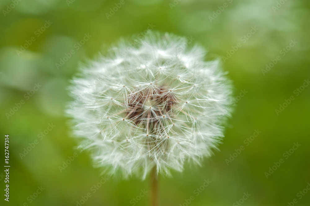 Dandelion flower Dandelion flower