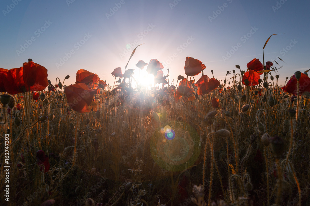 Poppies looking into the sun with a sunburst - obrazy, fototapety, plakaty 