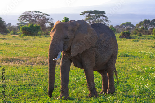 Big elephant in savanna Kenya. Amboseli  Africa