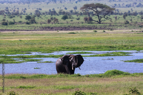 Elephants of Amboseli. Africa
