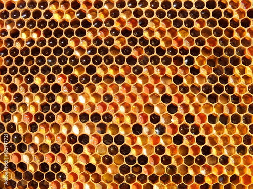 Bee bread. Honeycomb with pollen