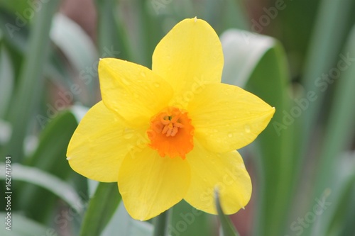 Yellow orange