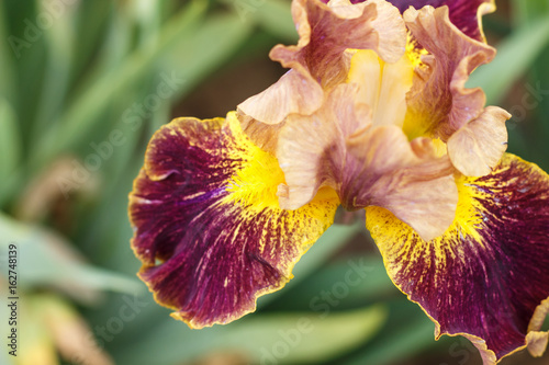 Fototapeta Naklejka Na Ścianę i Meble -  Beautiful multicolored iris flower.