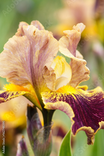 Fototapeta Naklejka Na Ścianę i Meble -  Beautiful multicolored iris flower.