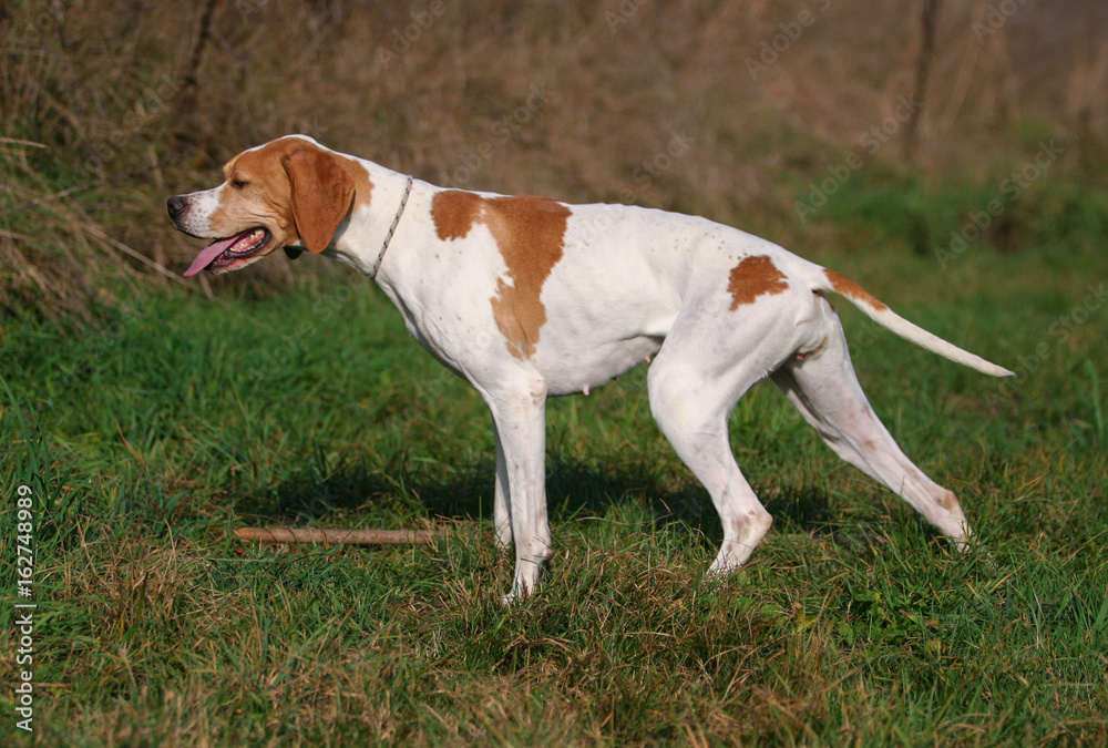 German shorthaired pointer dog